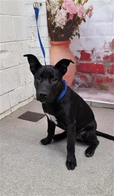 A young small-sized male Pit Bull Terrier dog named Riley for adoption in San Bernardino, CA