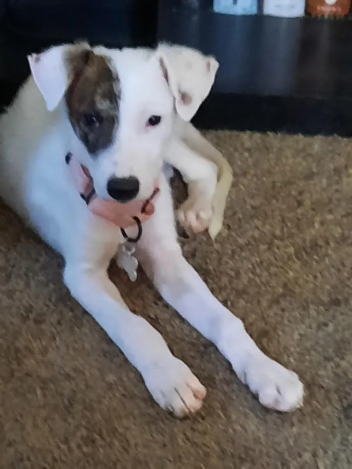 A baby small-sized female Tricolor (Brown, Black, & White) Terrier dog named Hannah for adoption in Plymouth, MN