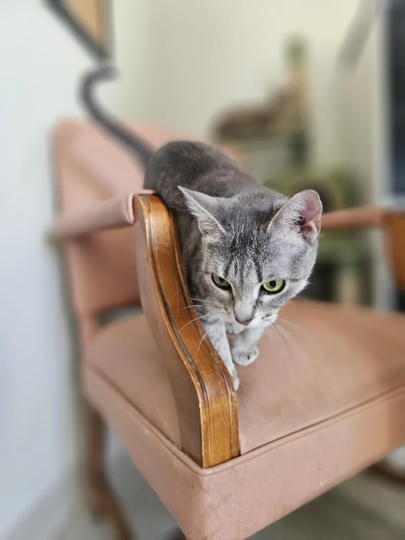 An adult medium-sized female Gray / Blue / Silver Domestic Short Hair cat named Nikkia for adoption in Denison, IA