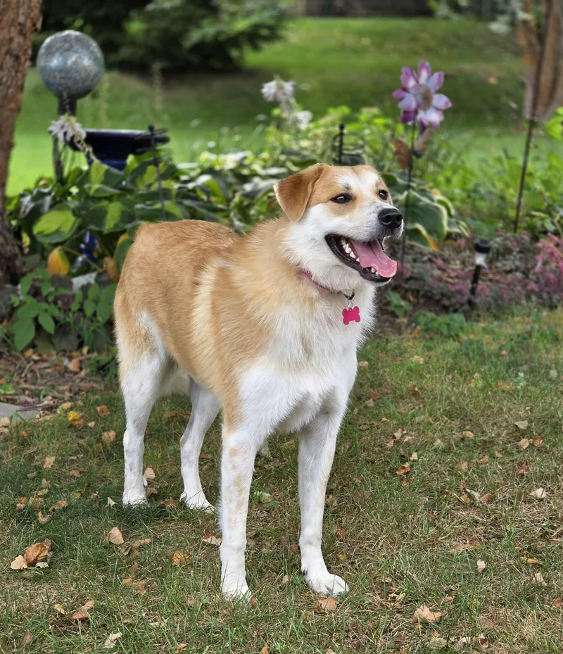 An adult large-sized female Great Pyrenees dog named Molly for adoption in Lisbon, IA