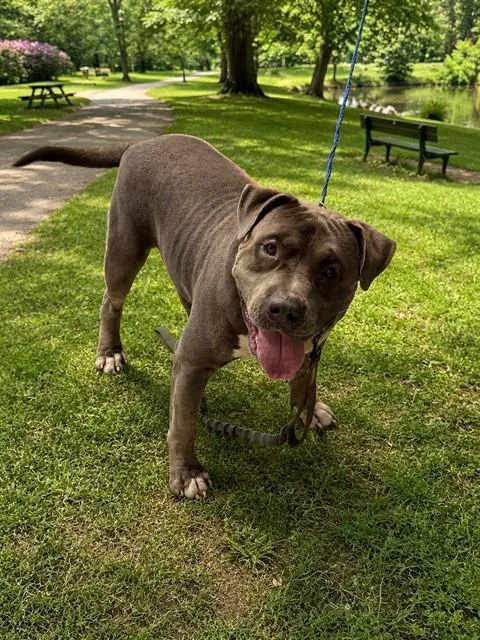 A young extra large-sized male Terrier dog named Pepe for adoption in Miami, FL