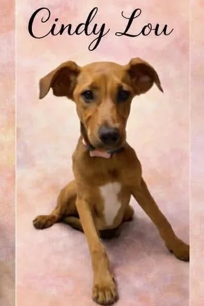 Cindy Lou
