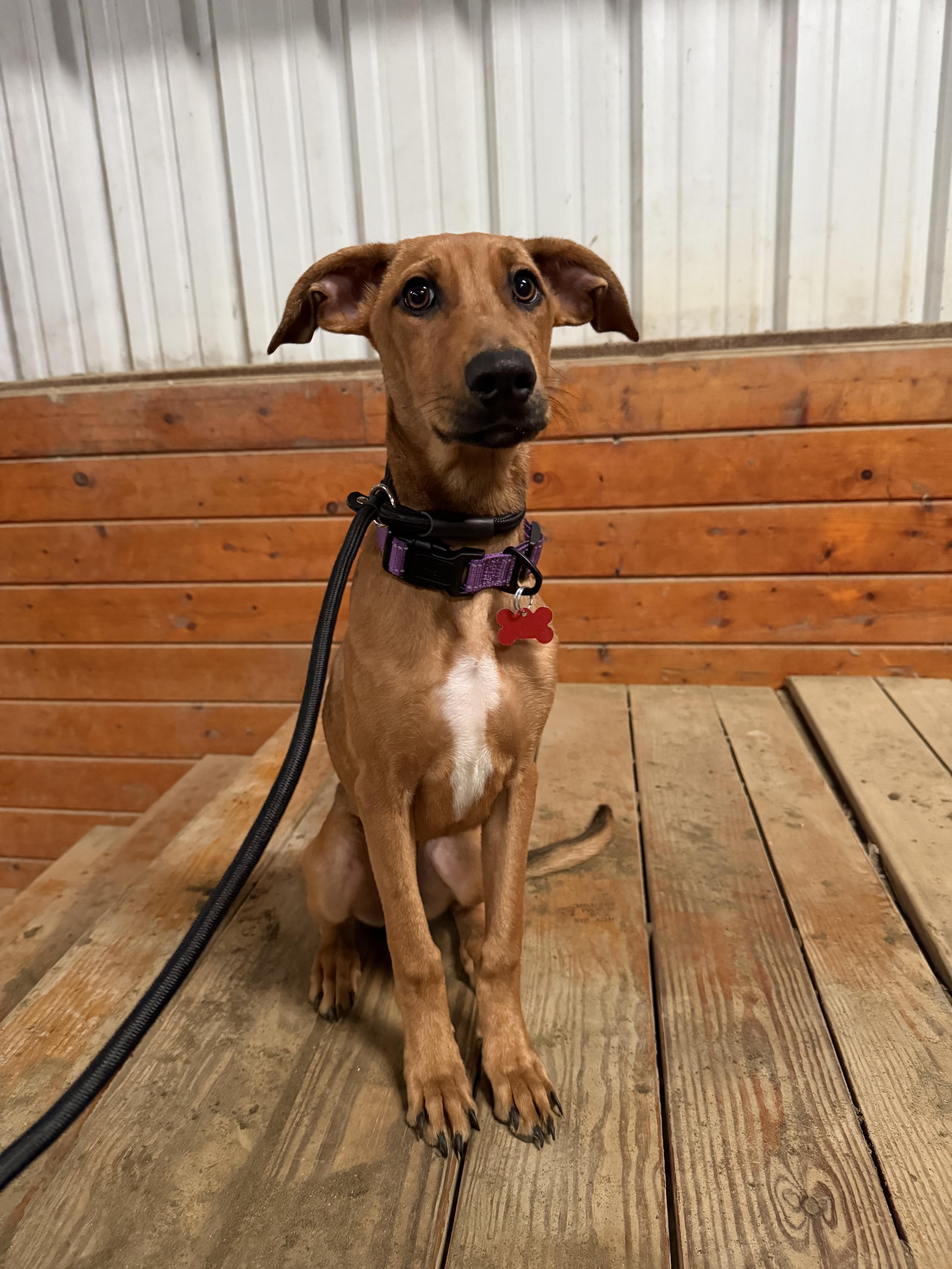 Cindy Lou thumbnail 3