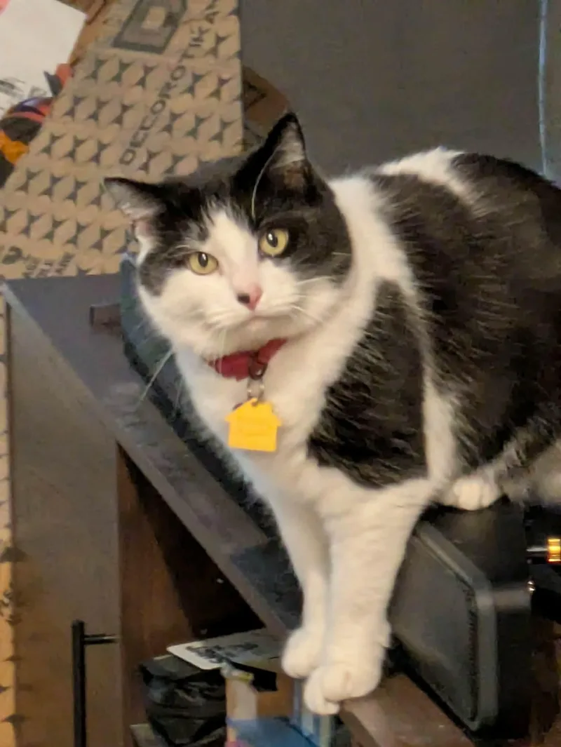 An adult medium-sized female Black Domestic Short Hair cat named Sauvie for adoption in Gladstone, OR