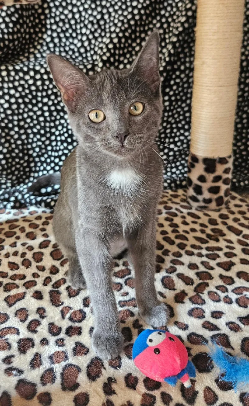 A baby small-sized female Domestic Short Hair cat named Annie for adoption in Evans City, PA