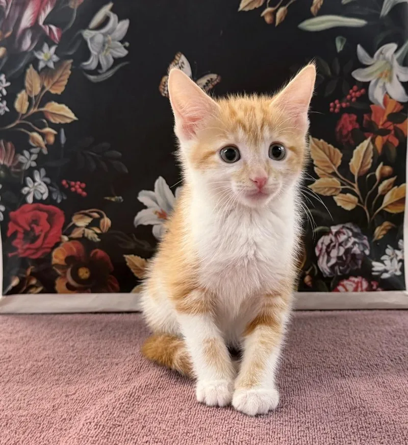A baby medium-sized female Domestic Short Hair cat named Smoliv for adoption in Raleigh, NC