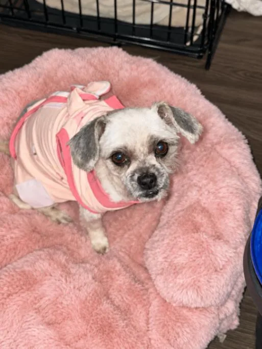 An adult small-sized female Shih Tzu dog named Leah for adoption in North Bend, WA