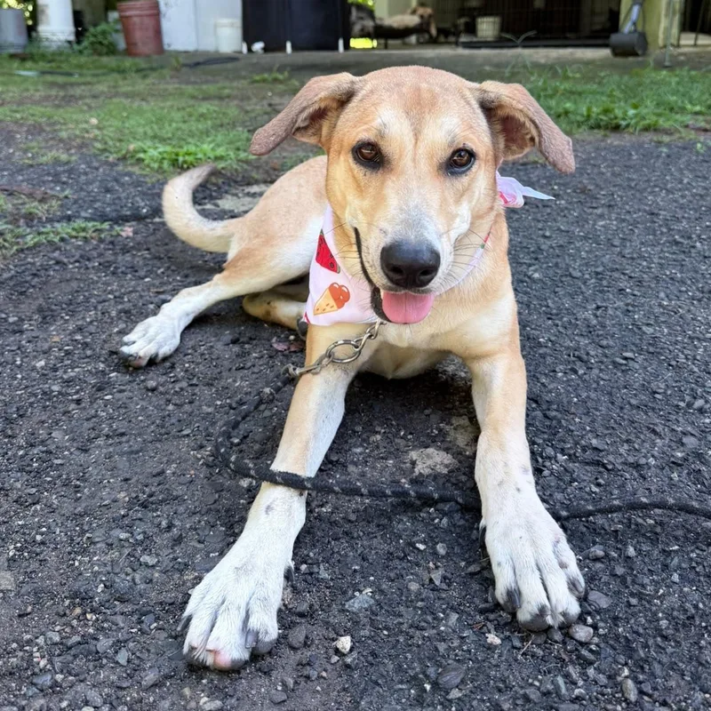 A young medium-sized female Apricot / Beige Yellow Labrador Retriever dog named Nala for adoption in New York, NY