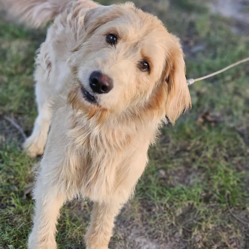 A young medium-sized male Apricot / Beige Goldendoodle dog named Blakely for adoption in O Fallon, IL