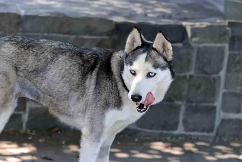 An adult medium-sized female Siberian Husky dog named Mishka for adoption in Walnut Creek, CA