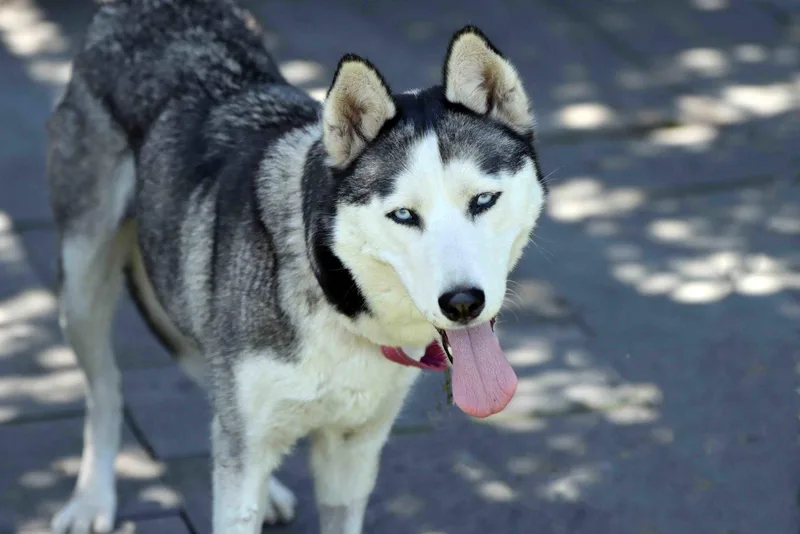 Mishka thumbnail 2