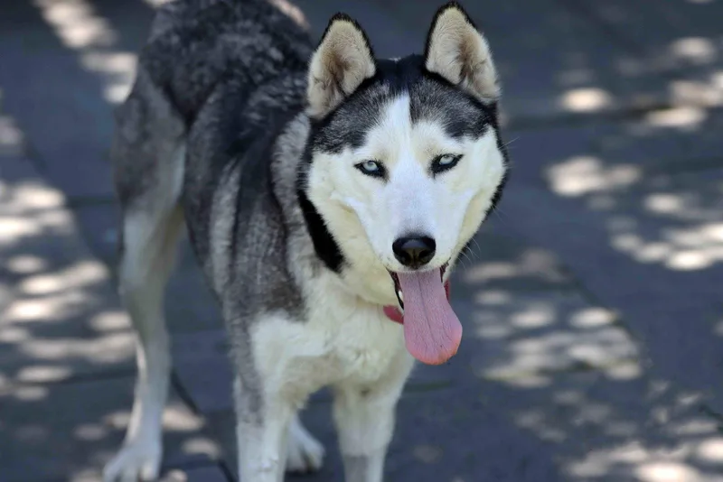 Mishka thumbnail 3