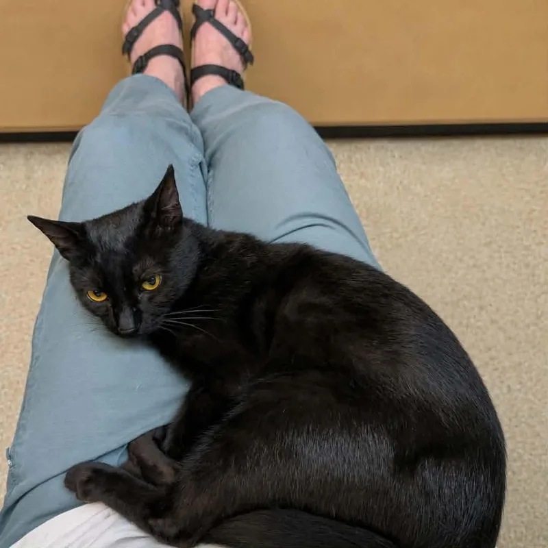 A young medium-sized male Black Domestic Short Hair cat named Santos for adoption in Gladstone, OR