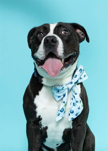 An adult large-sized male American Staffordshire Terrier dog named Pepsi for adoption in Fort Lauderdale, FL