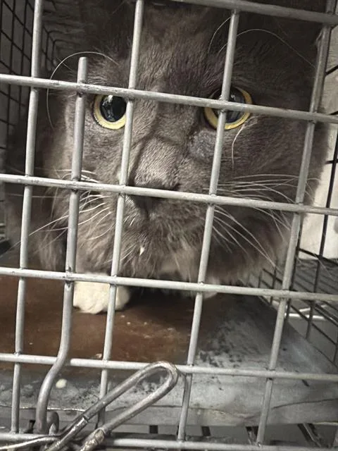 A young medium-sized female Domestic Medium Hair cat named Fiona for adoption in Las Vegas, NV