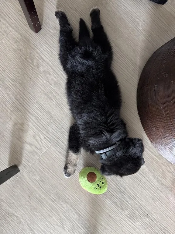 Jellybean thumbnail 2