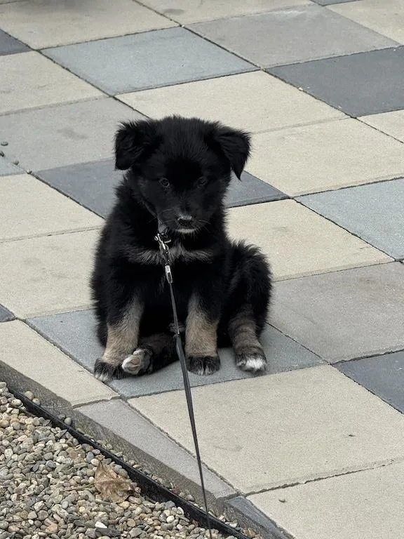 Jellybean thumbnail 3