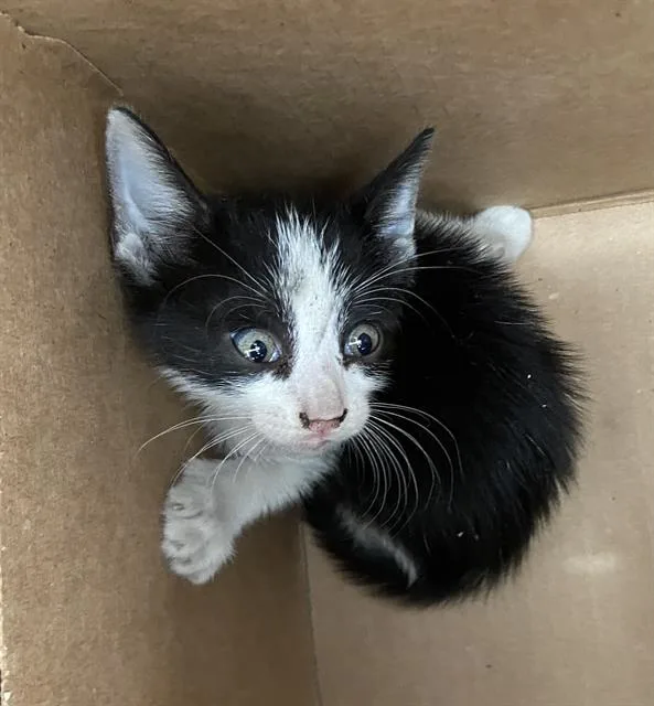A baby medium-sized male Domestic Short Hair cat named Tux for adoption in Dallas, TX