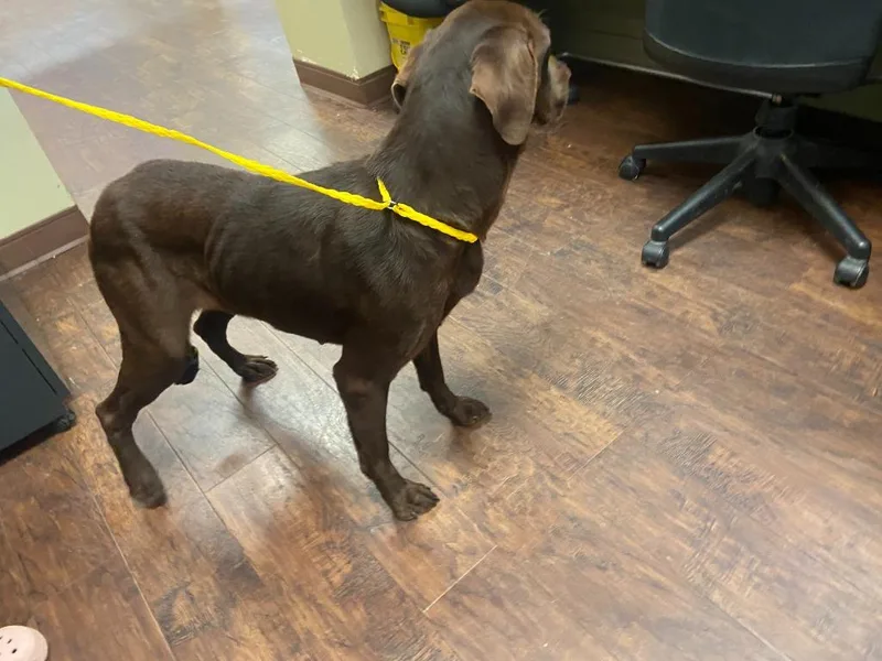 Dog Kennel thumbnail 2