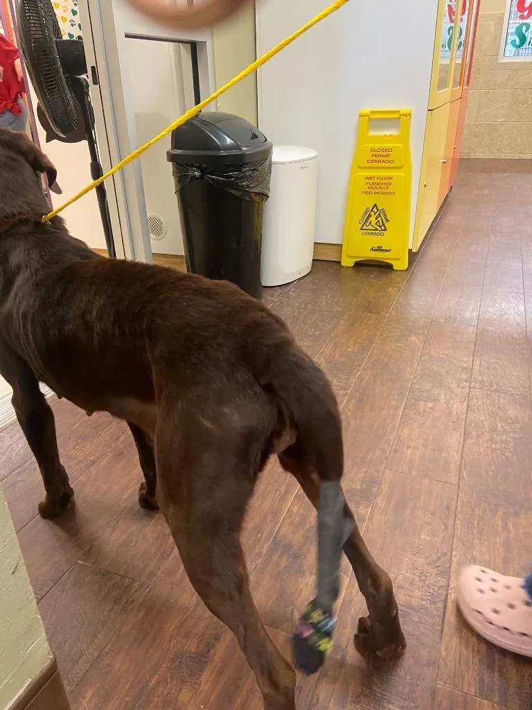 Dog Kennel thumbnail 3