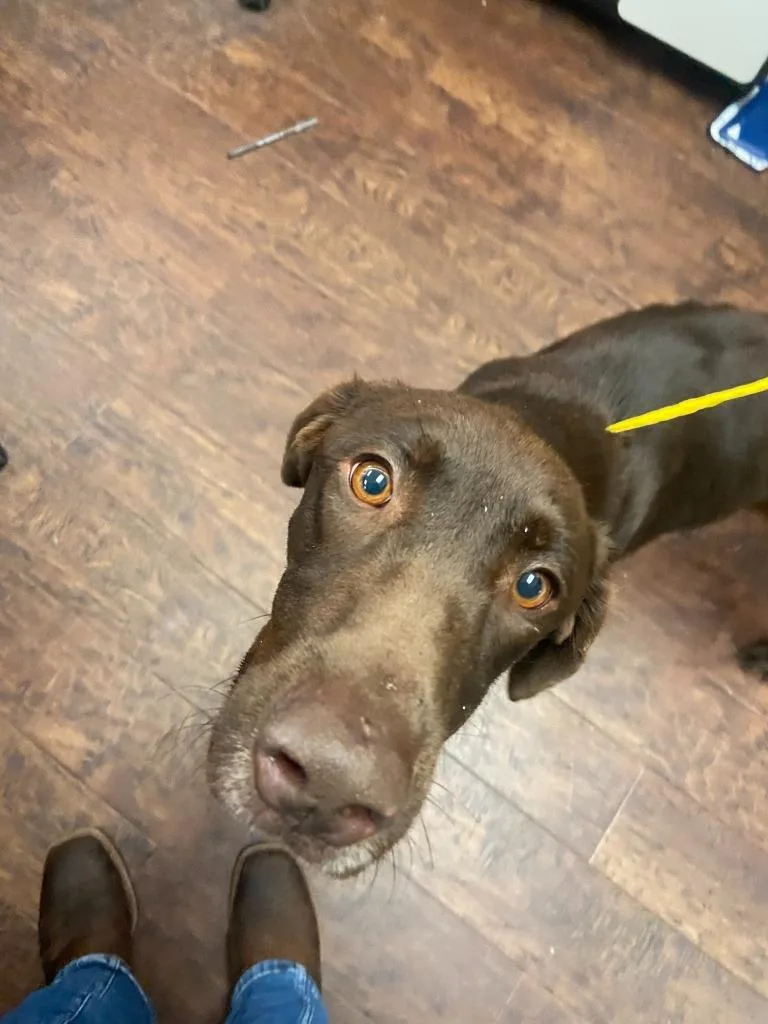 Dog Kennel thumbnail 4