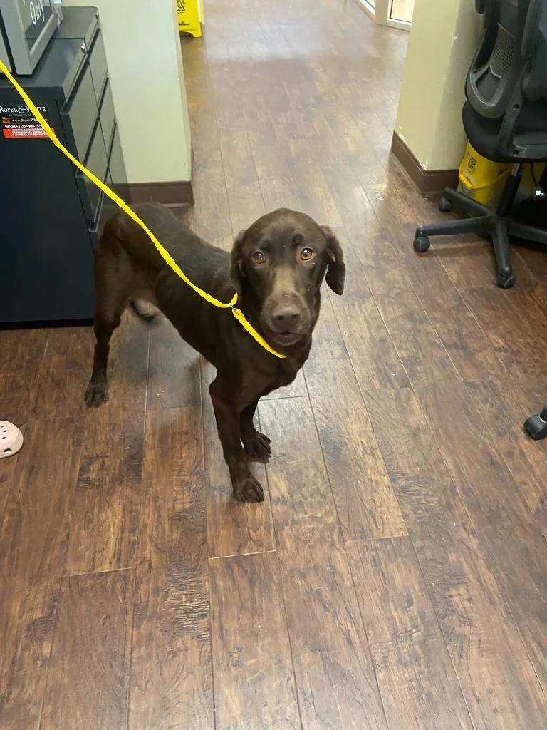 Dog Kennel thumbnail 5