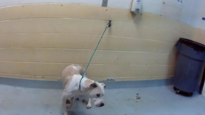 A senior large-sized male Pit Bull Terrier dog named Achelles for adoption in Tulsa, OK