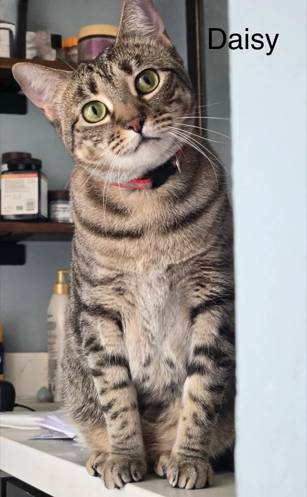 A young medium-sized female Domestic Short Hair cat named Daisy for adoption in Spring, TX