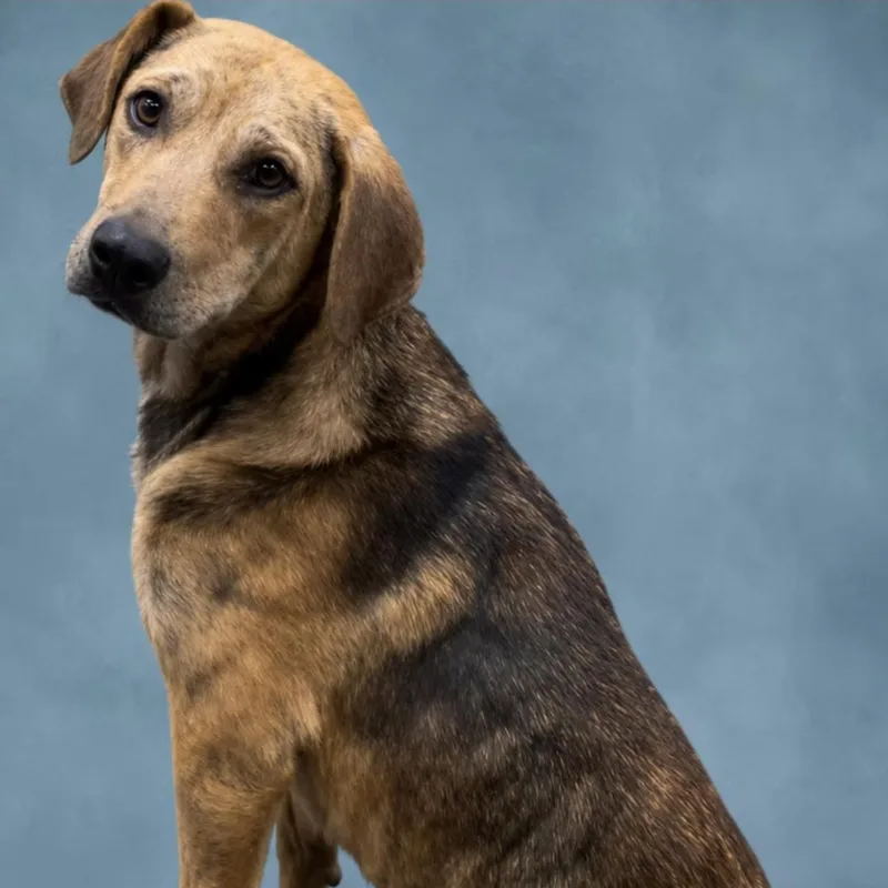 A baby large-sized male Labrador Retriever dog named Spencer for adoption in Heber Springs, AR