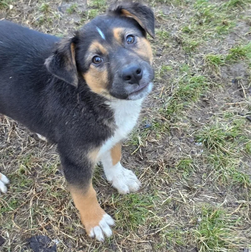 Tator Tot thumbnail 2