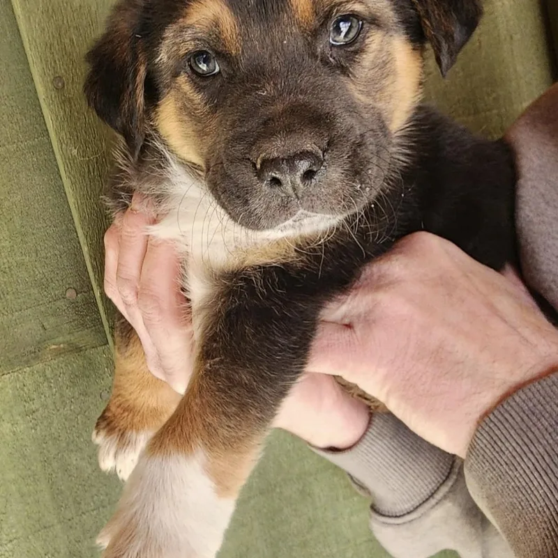 Tator Tot thumbnail 3