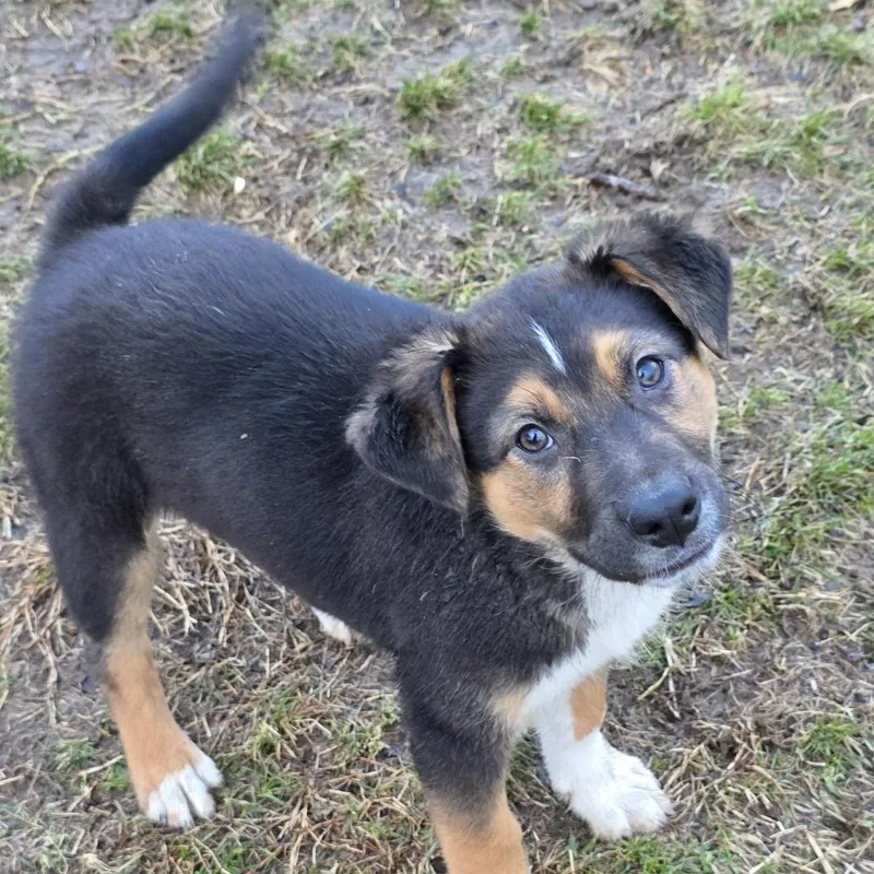 A baby medium-sized male Tricolor (Brown, Black, & White) German Shepherd Dog dog named Tator Tot for adoption in Farmington, MN