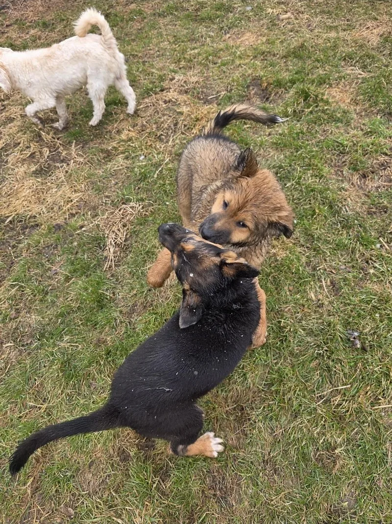 Tator Tot thumbnail 4