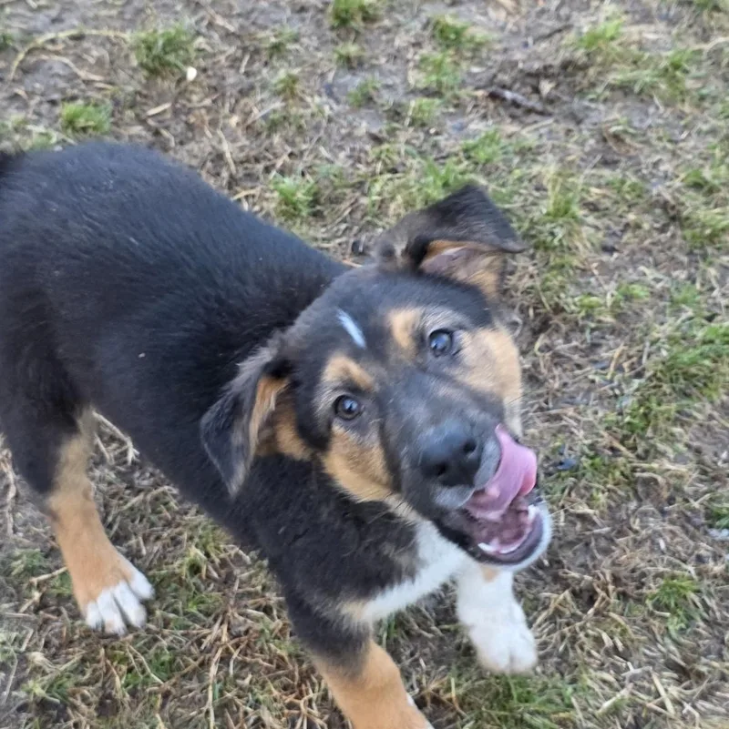 Tator Tot thumbnail 5