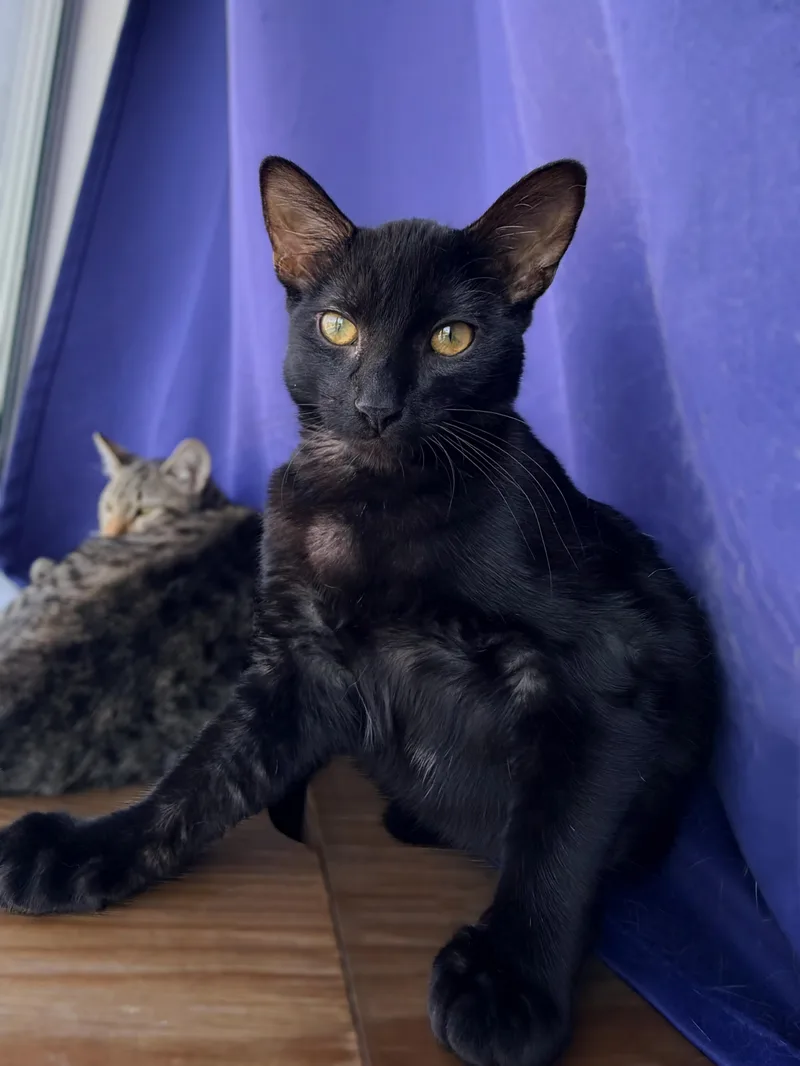 A baby large-sized female Black Domestic Short Hair cat named Ashley for adoption in Santa Ana, CA