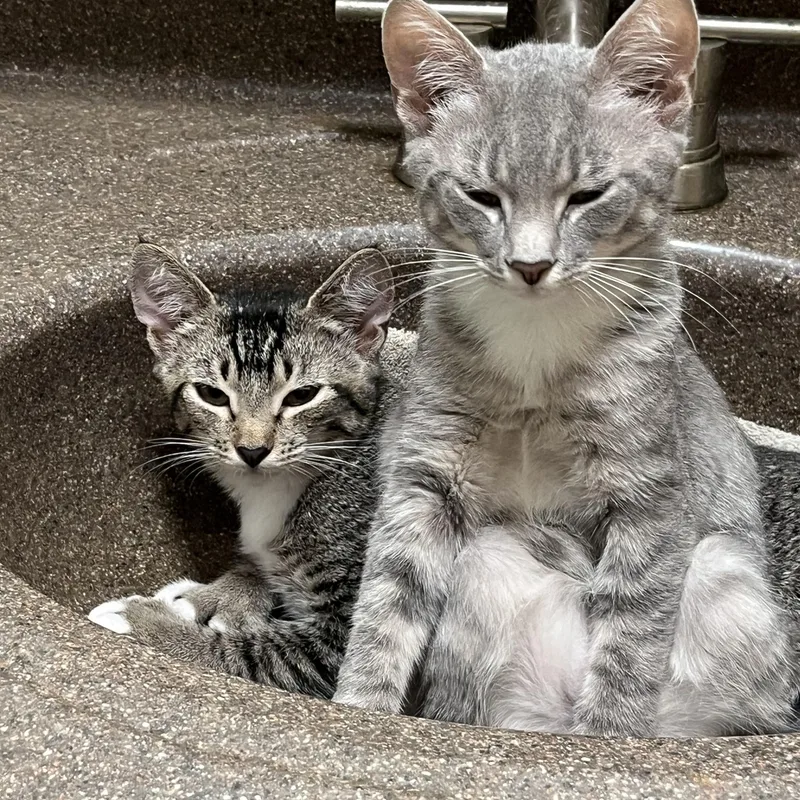 A young medium-sized female Tabby (Gray / Blue / Silver) Domestic Short Hair cat named Chrissy and Cookie for adoption in Mount Airy, MD