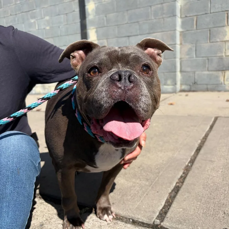 A senior medium-sized female Gray / Blue / Silver Pit Bull Terrier dog named Fiona for adoption in Newark, NJ