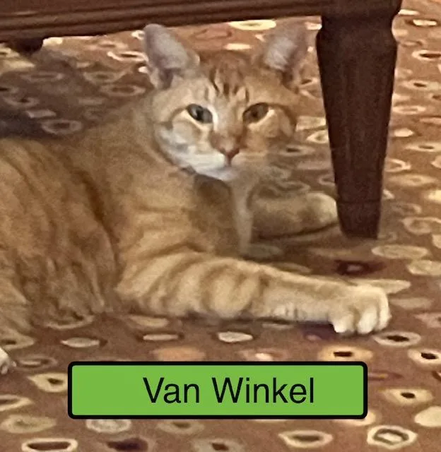 A young medium-sized male Domestic Short Hair cat named Van Winkle for adoption in Zimmerman, MN
