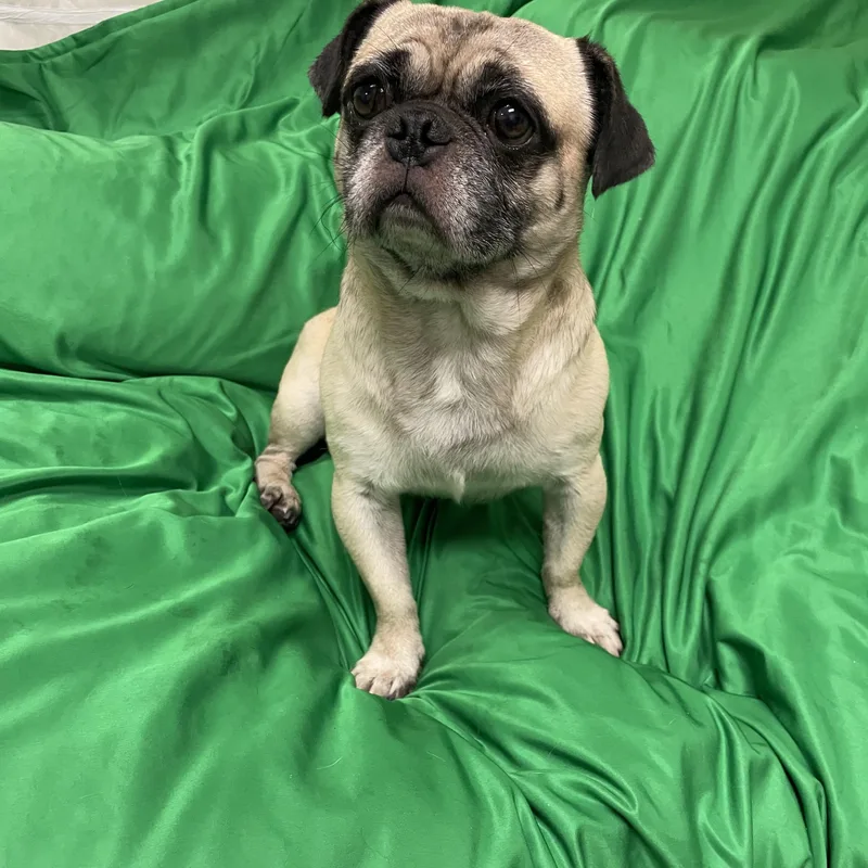 An adult small-sized male Apricot / Beige Pug dog named Rolo for adoption in Lisbon, OH