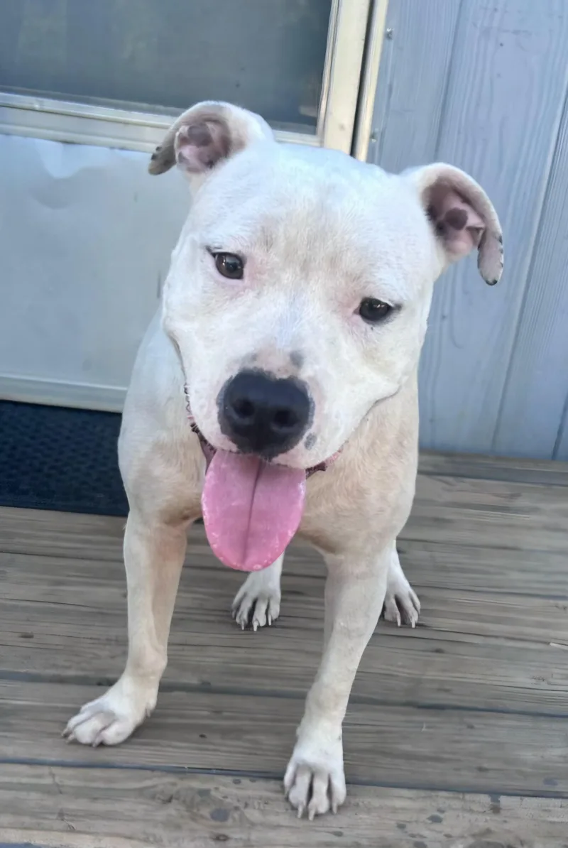 A young medium-sized female Pit Bull Terrier dog named Ghost for adoption in Reddick, FL