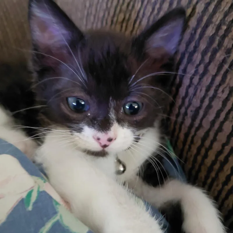 Ringo thumbnail 2