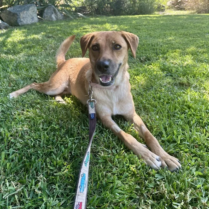 An adult medium-sized female Red / Chestnut / Orange Labrador Retriever dog named Autumn for adoption in San Diego, CA