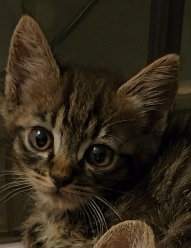 Inspector Gadget thumbnail 2