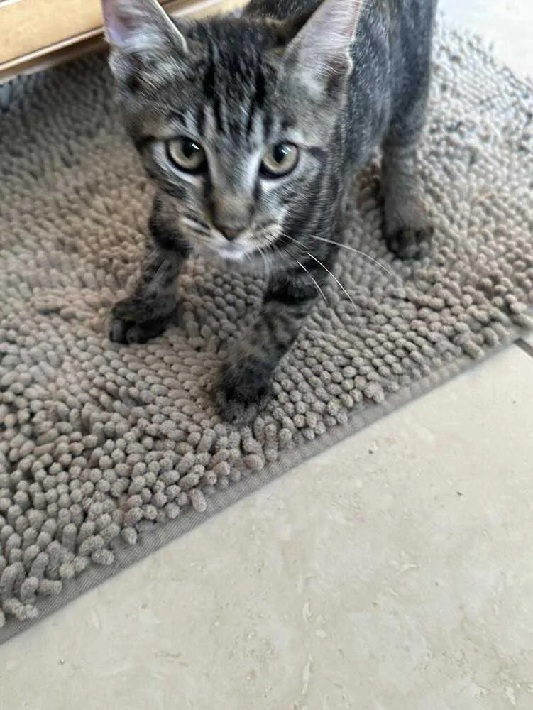 Inspector Gadget thumbnail 3