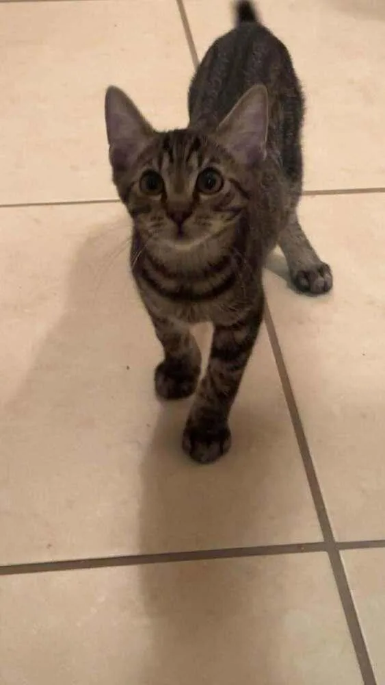 Inspector Gadget thumbnail 4