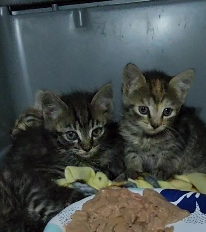 Inspector Gadget thumbnail 5