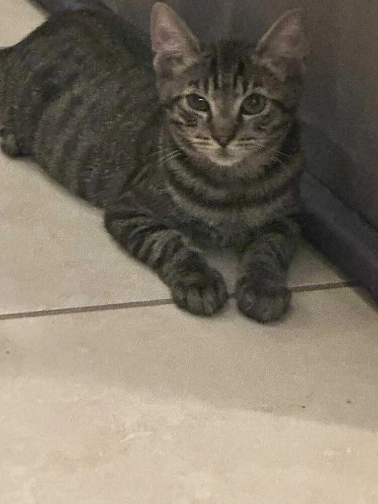 Inspector Gadget thumbnail 6