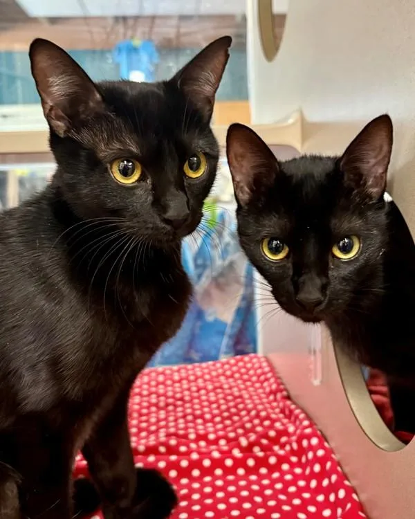 A young small-sized female Domestic Short Hair cat named Raven for adoption in Novato, CA