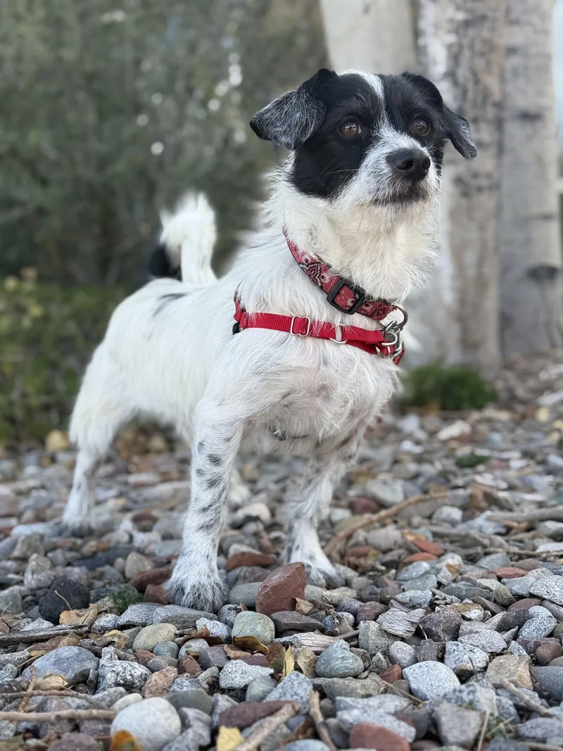 A young small-sized male Terrier dog named Nibbler for adoption in Eagle, CO