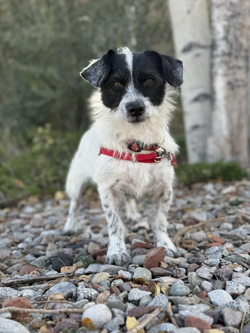 Nibbler thumbnail 2